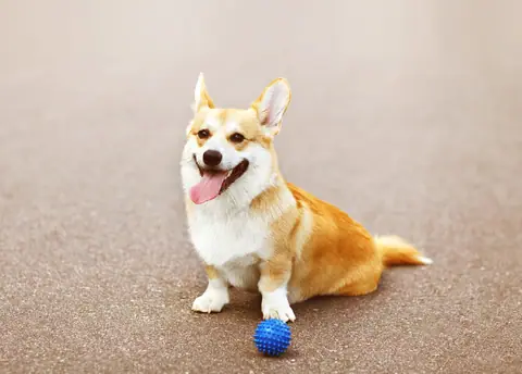 Dog training gallery image 6