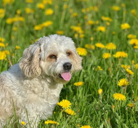 Dog training gallery image 59