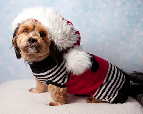 Dog training gallery image 55