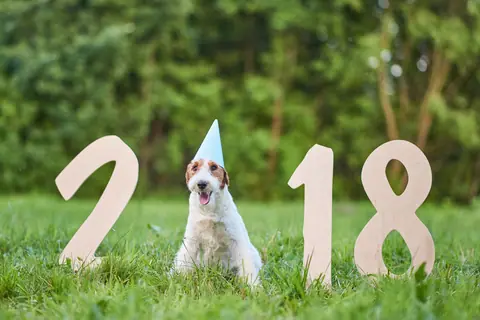 Dog training gallery image 51