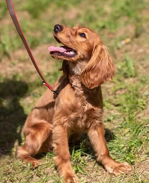 Dog training gallery image 41