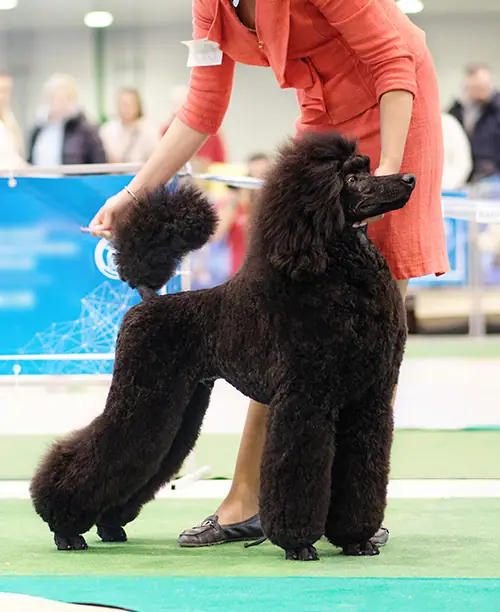 Dog training gallery image 43