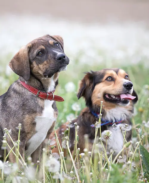 Dog training gallery image 45