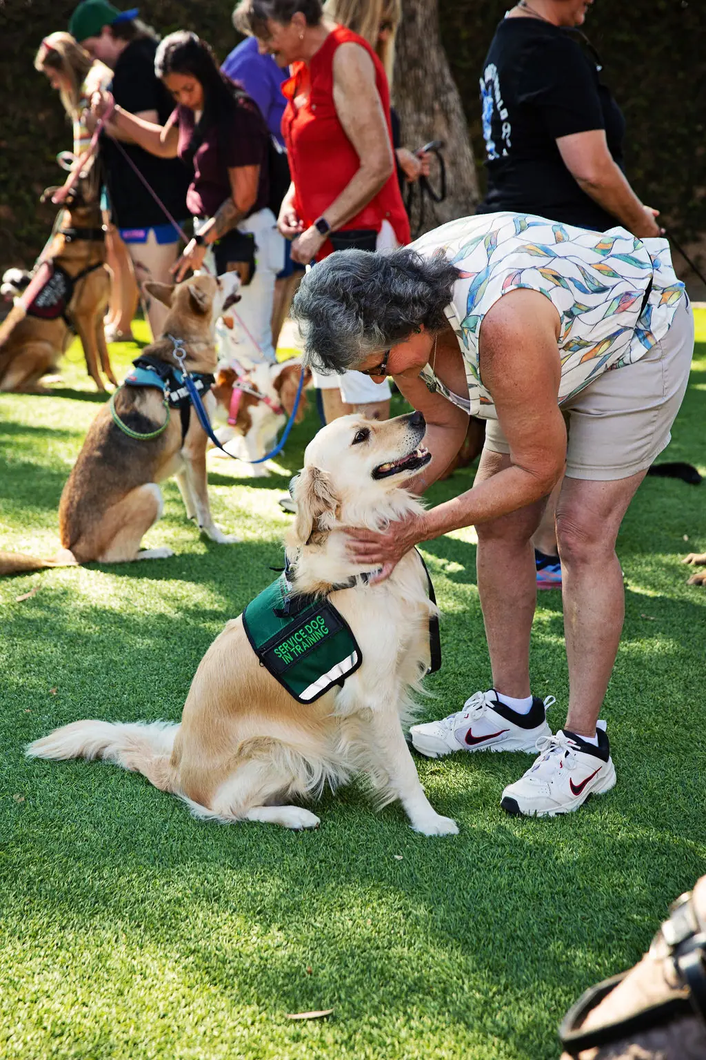 Dog and owner succeeding in private lessons