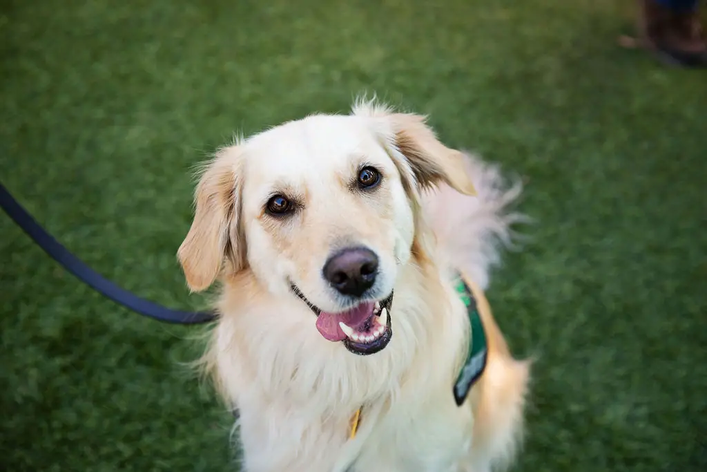 Dog training gallery image 2