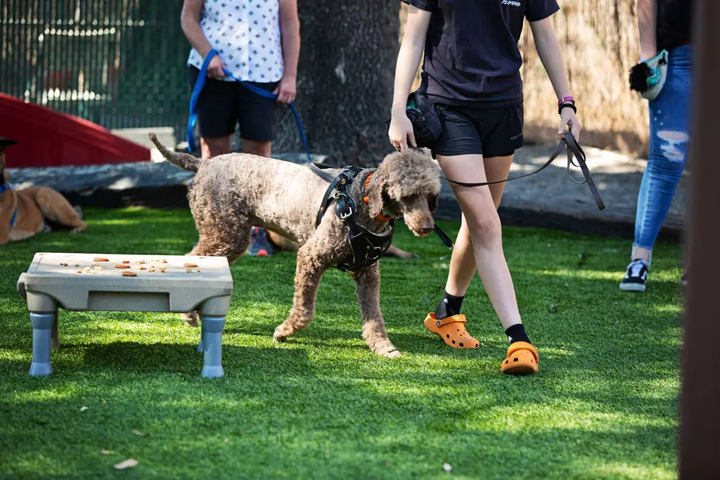 Dog training gallery image 7