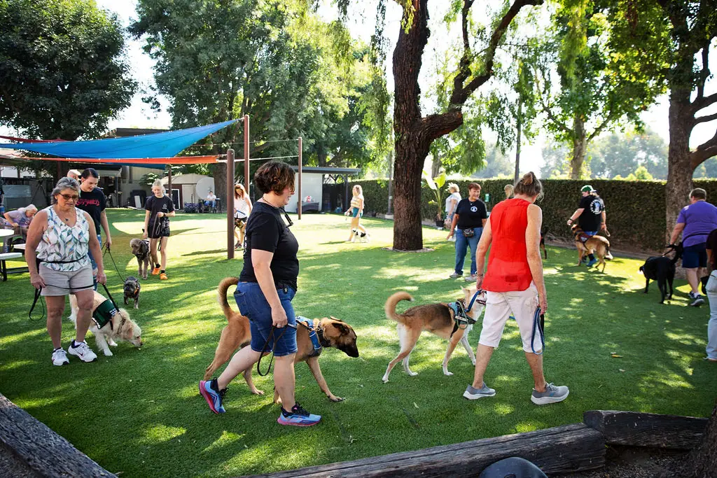 Dog training gallery image 9