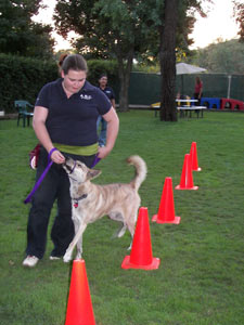 Website-photos-0171 Intermediate Obedience Training