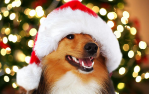 Christmas-Dog-450x287-300x191 Homemade Holiday Treats For Fido